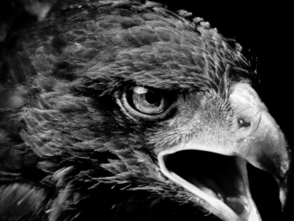Les Aigles Noirs de Besiktas
